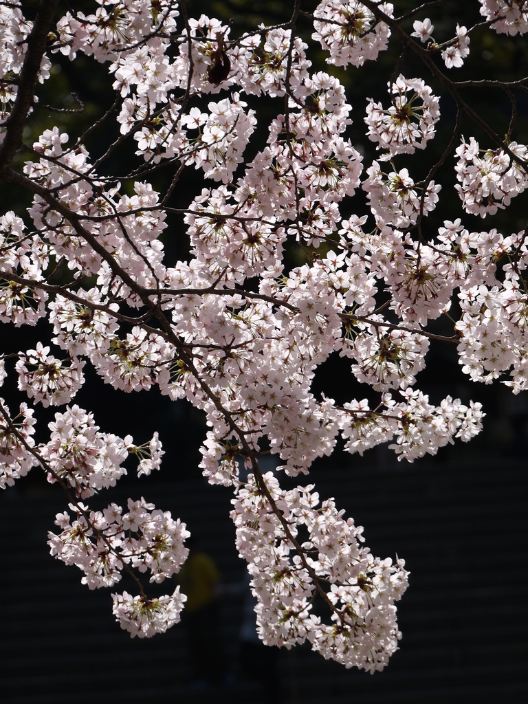 2015四國賞櫻序 2015四國賞櫻序