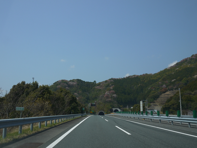 櫻花怒放的高知城 櫻花怒放的高知城