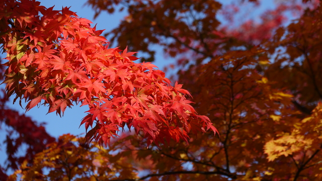 豔紅和橙橘