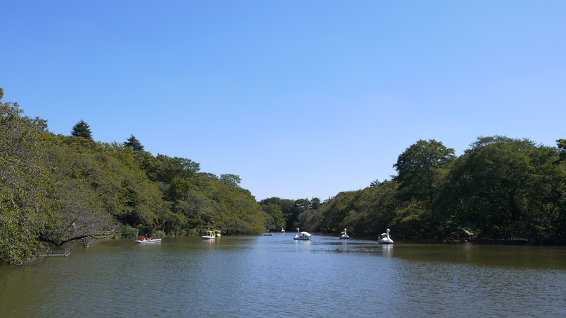 井之頭公園櫻花池