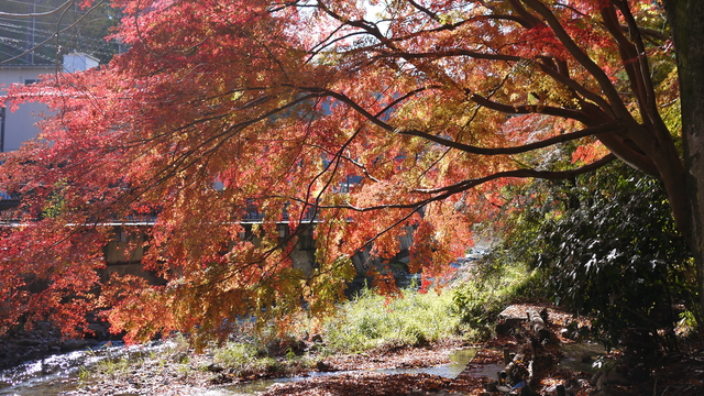 溪畔紅葉