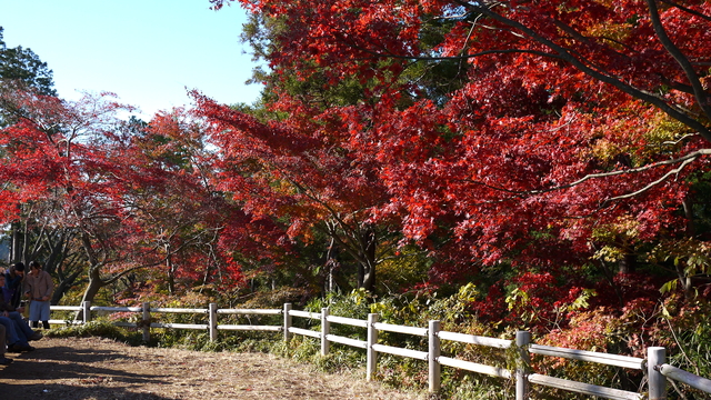 紅葉台2