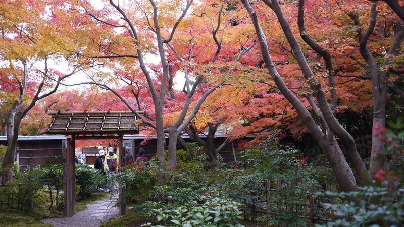 茶室庭園