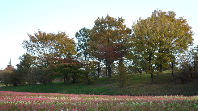 白紅相間