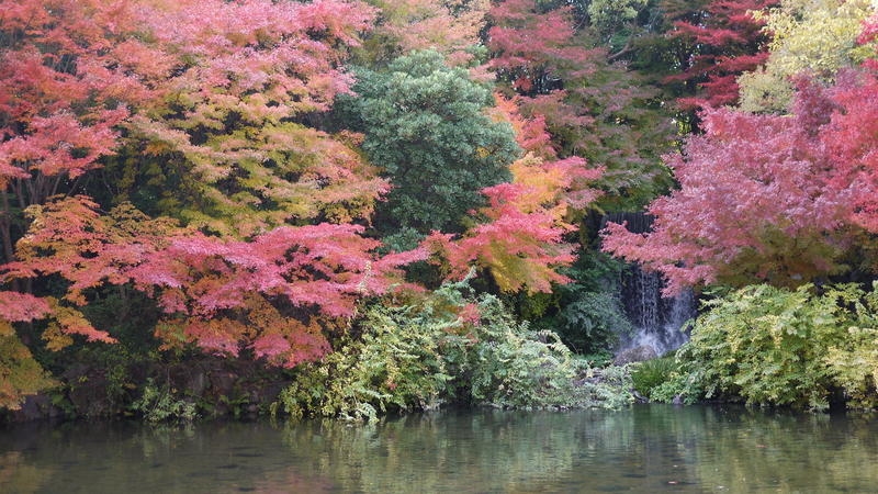 紅葉瀑布